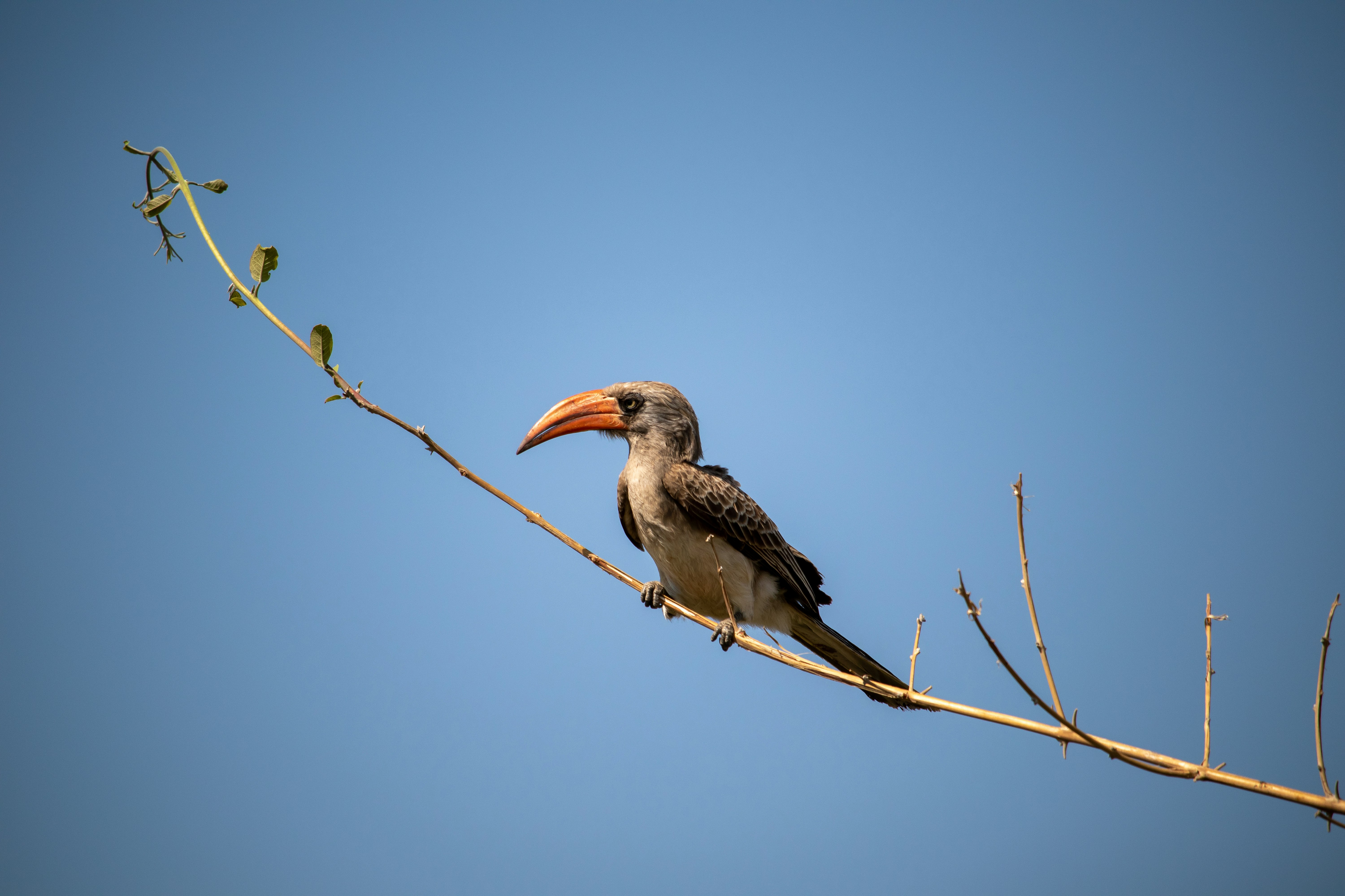 a bird with a long beak sitting on a branch