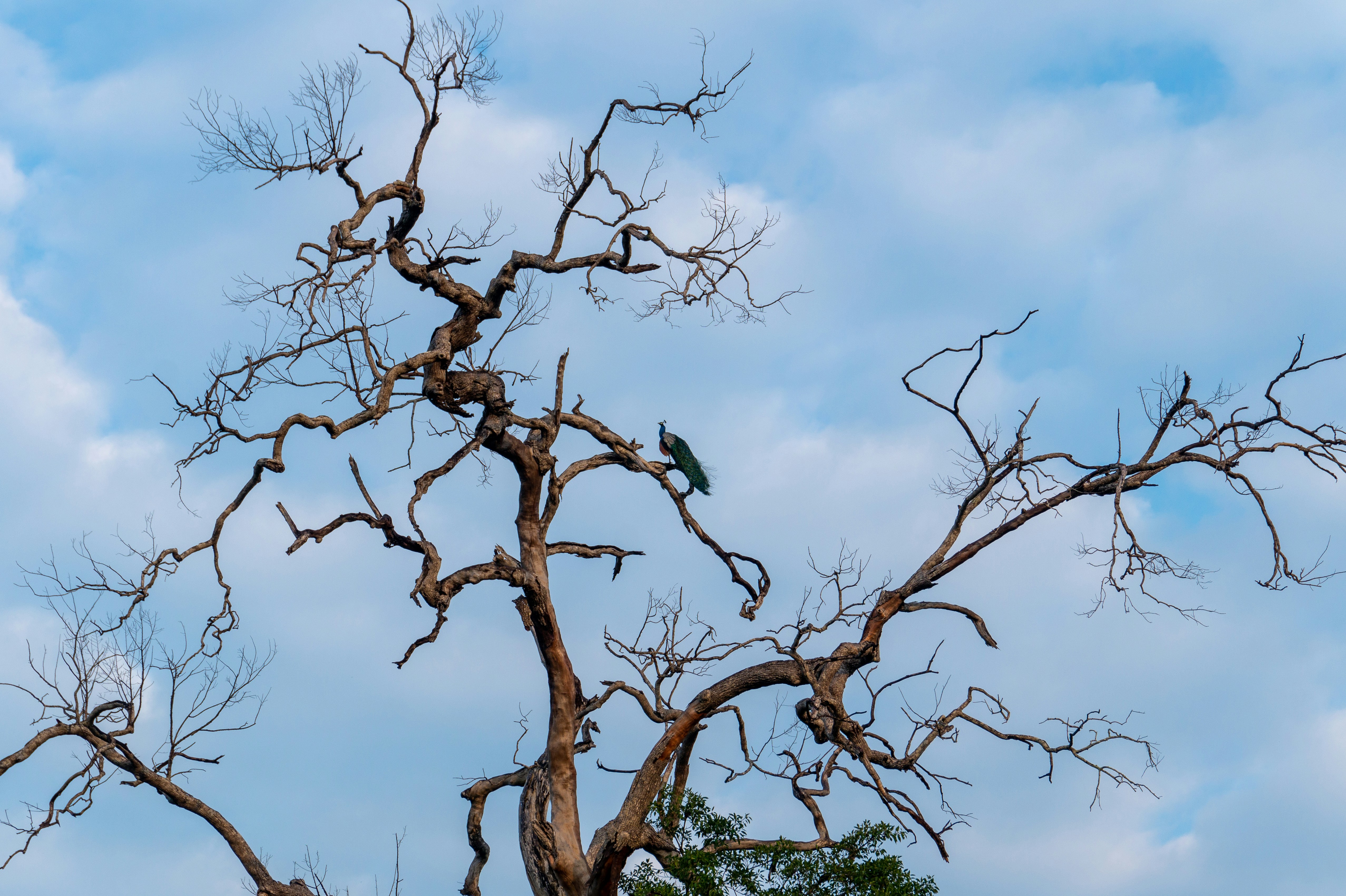 a bird perched on top of a bare tree