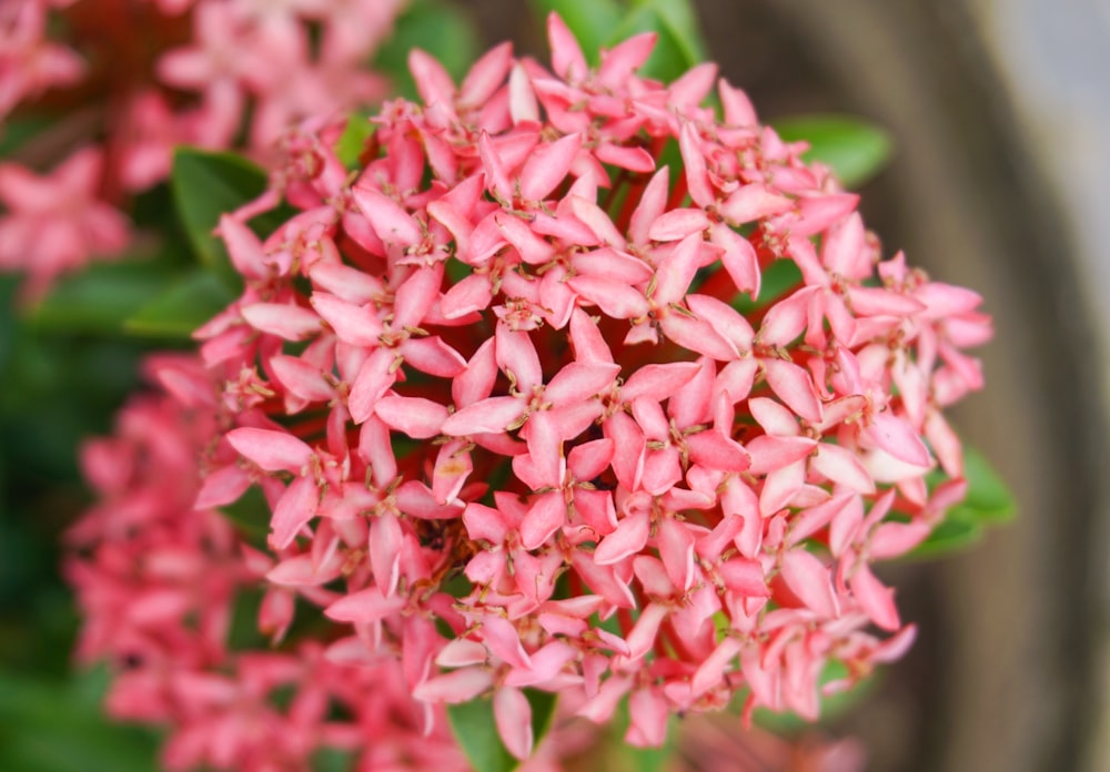 a close up of a bunch of pink flowers