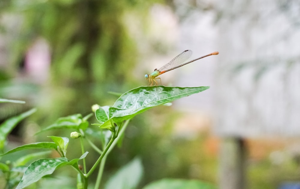 a dragonfly sitting on top of a green leaf