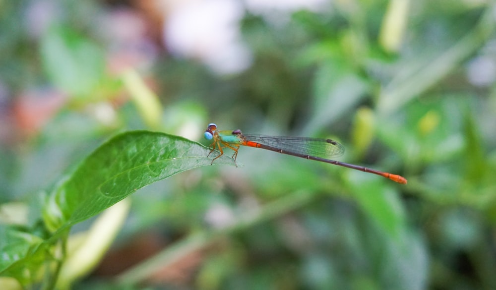 a red and green dragonfly sitting on top of a green leaf