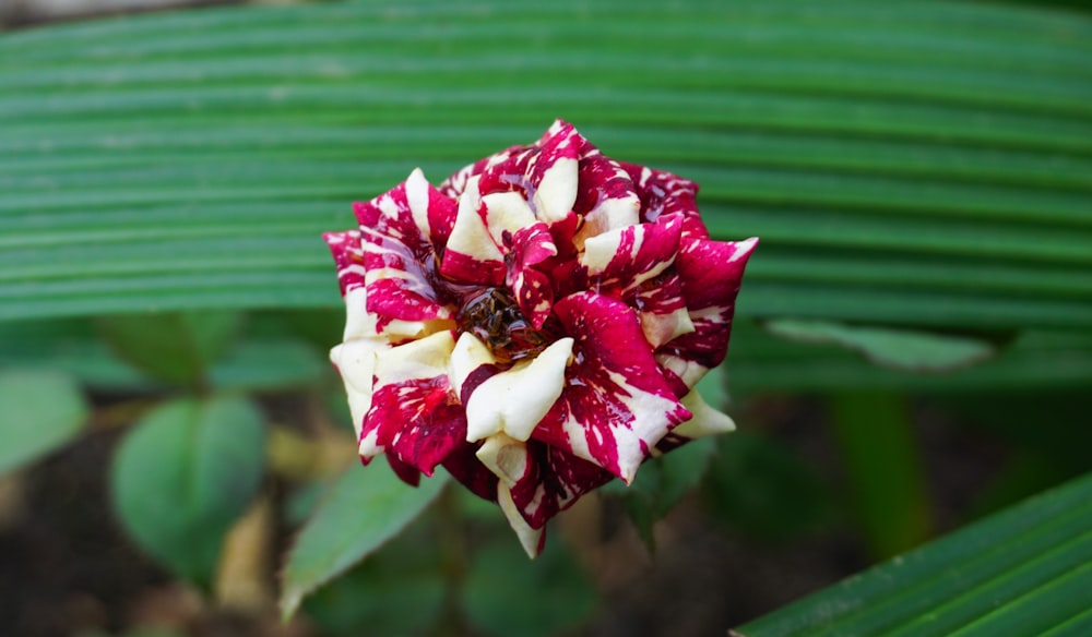 a red and white flower sitting on top of a green plant