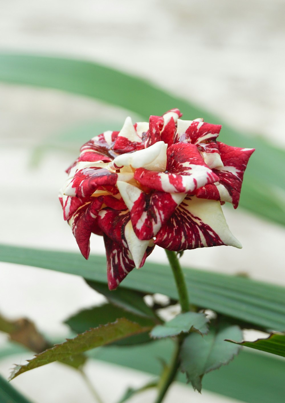 a red and white flower with green leaves