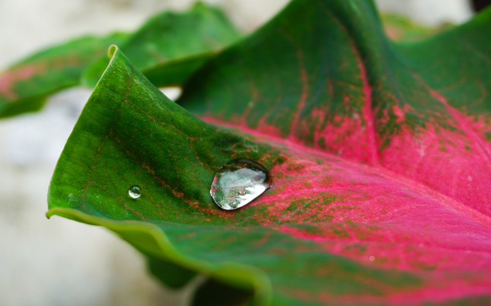 a close up of a leaf with a drop of water on it