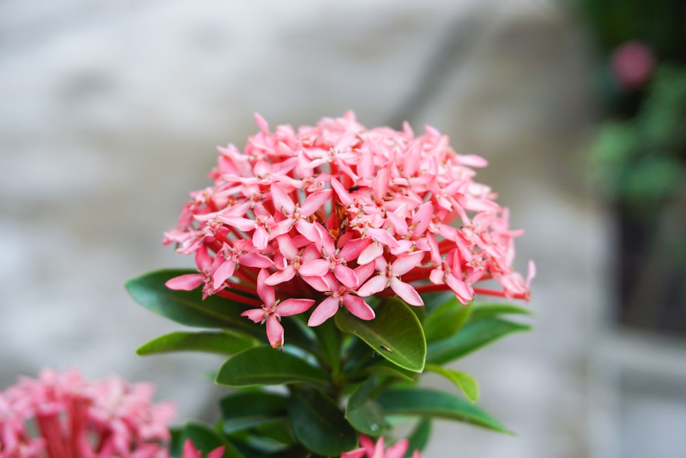 a close up of a pink flower with green leaves