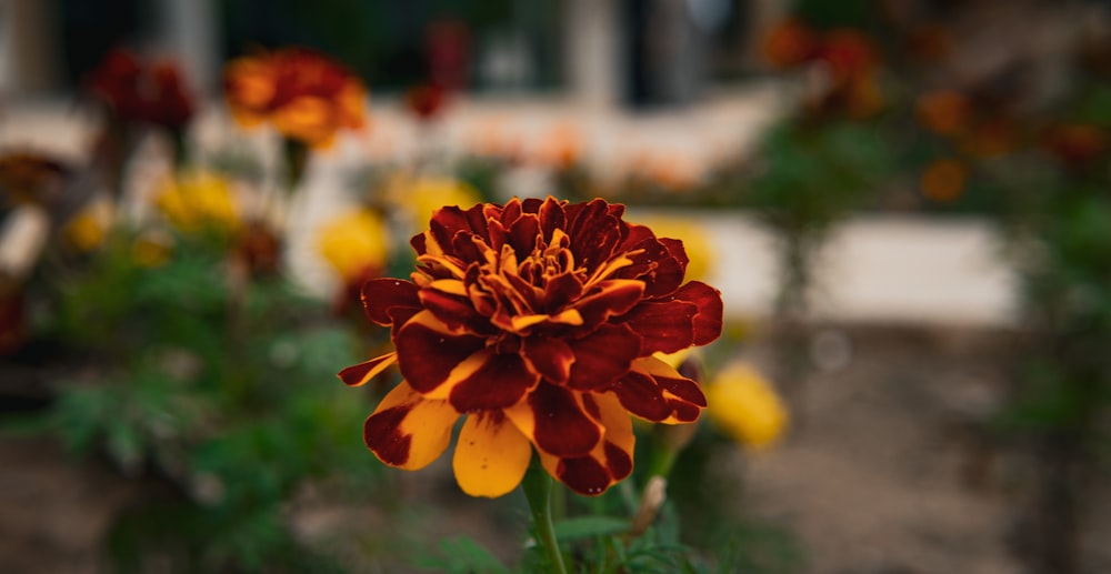 a red and yellow flower in a garden