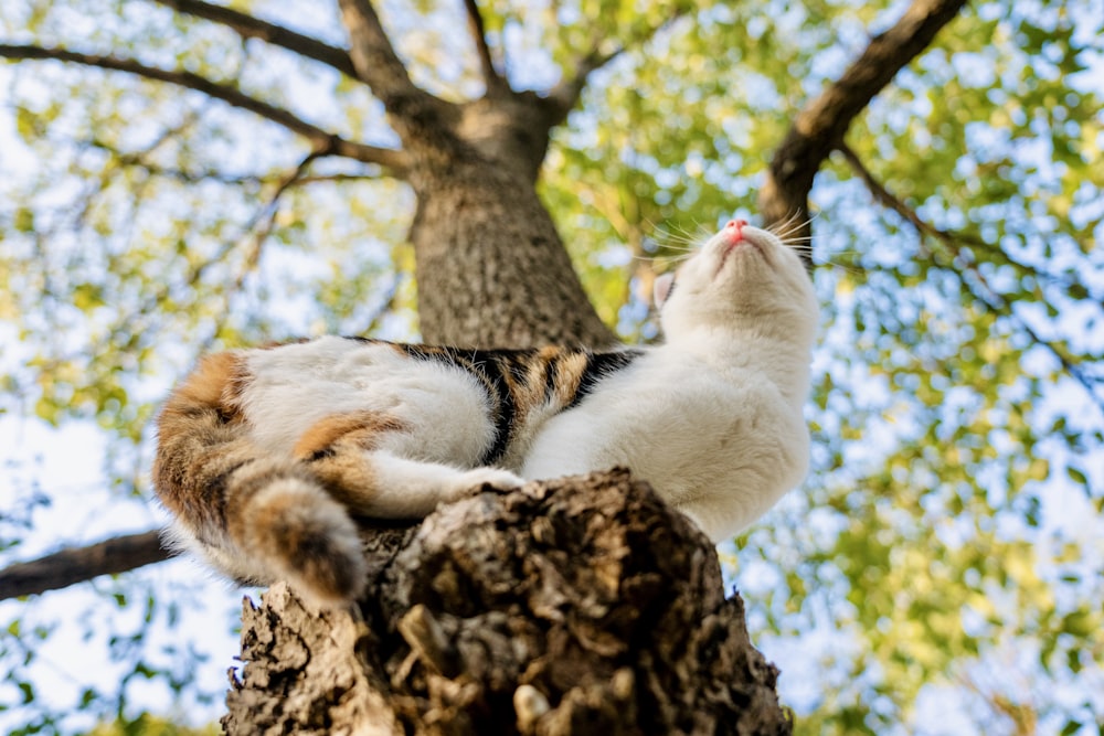 a cat that is laying down in a tree