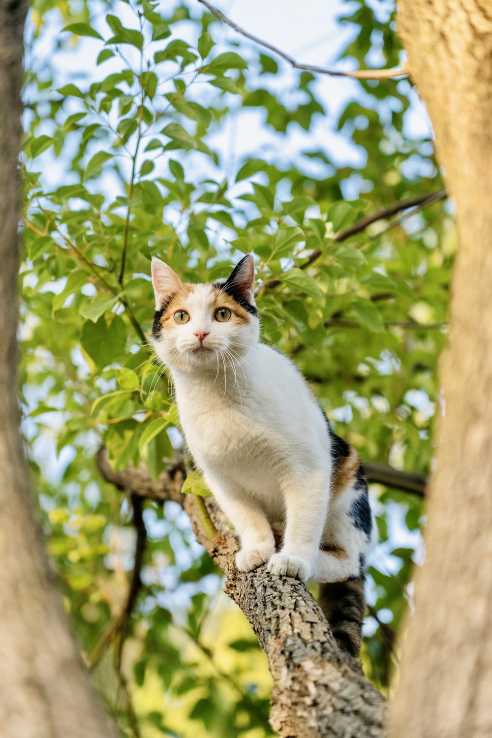 a cat sitting on top of a tree branch