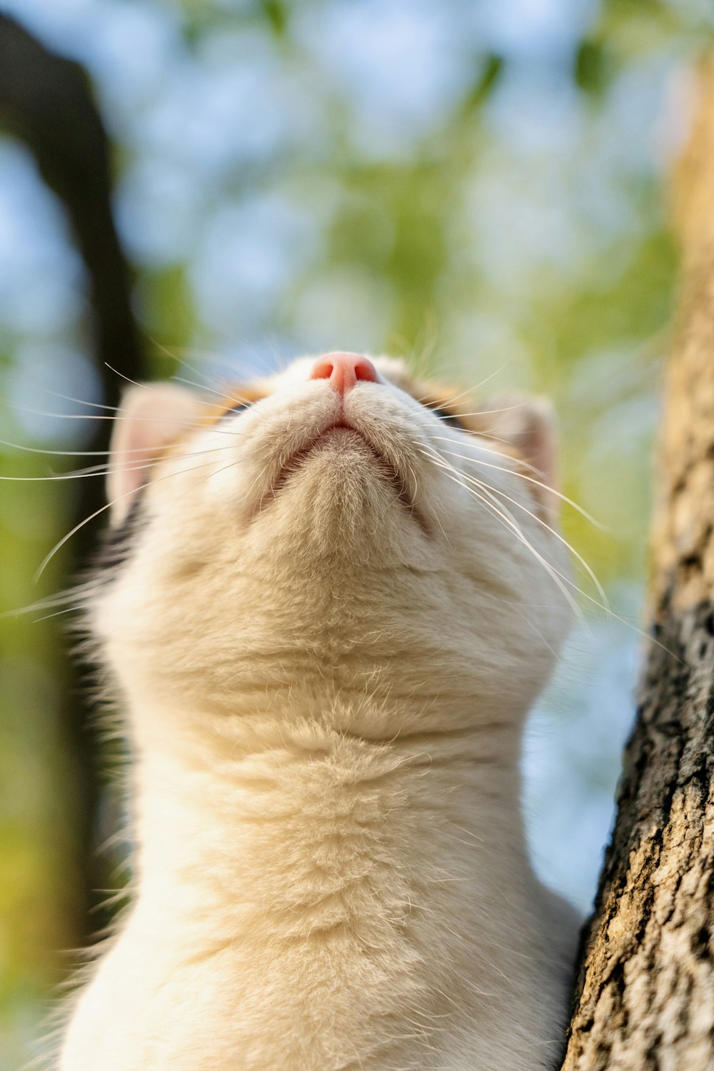 a white cat sitting on top of a tree