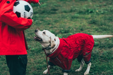 a dog wearing a red rain coat standing next to a person with a soccer ball