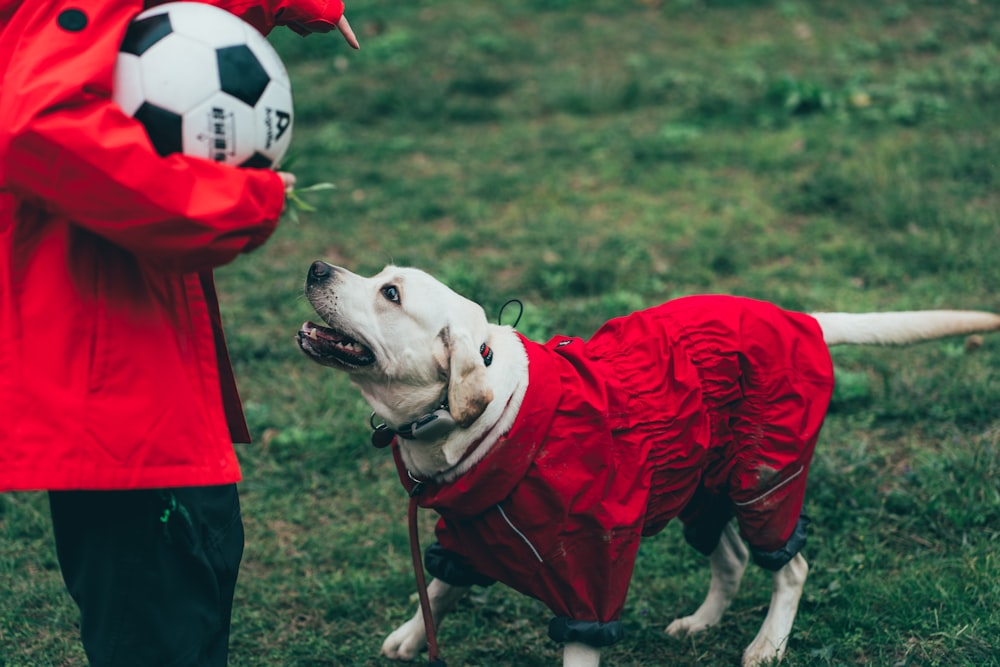 a dog wearing a red rain coat standing next to a person with a soccer ball