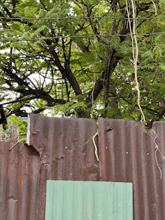 A tall, green tree with abundant leaves and branches is visible behind a corrugated metal fence. The fence is a mix of rusted brown and light green panels, with vines and some wires draped across. The sky appears overcast, enhancing the contrast between the natural elements and the industrial look of the fence.