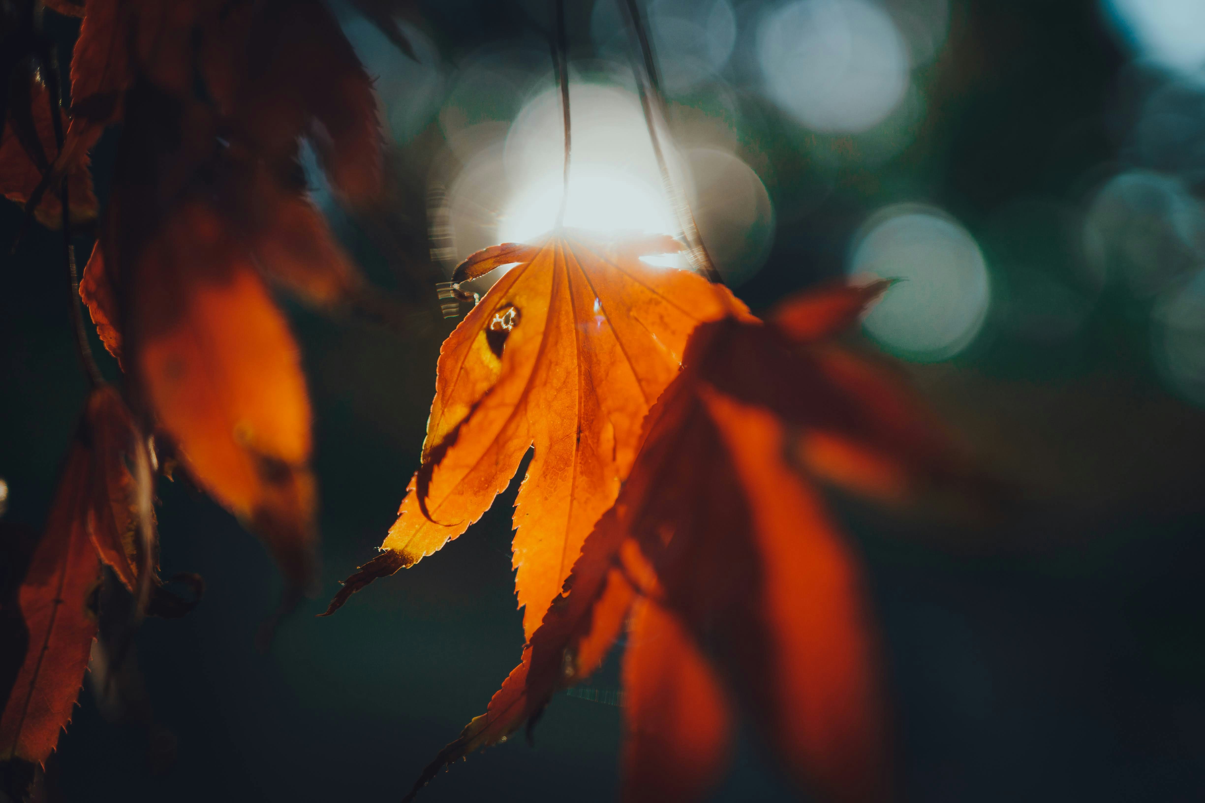 Photo by jackomowa