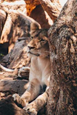 A close-up of a lioness resting under an acacia tree at sunset.