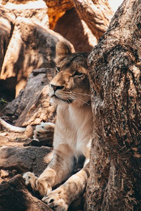 A lioness is resting, partially hidden behind a large, textured tree trunk. The sunlight filters through, highlighting the fur of the lioness and the ruggedness of the surrounding rocks.