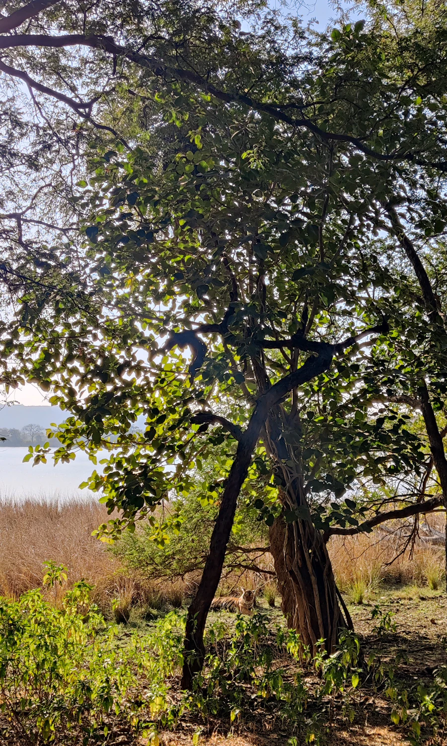 Ranthambore: four safaris and the fort