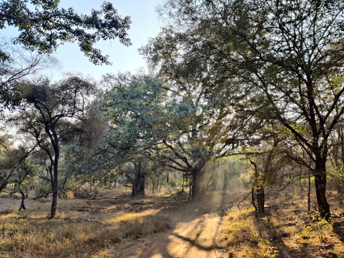 Ranthambore