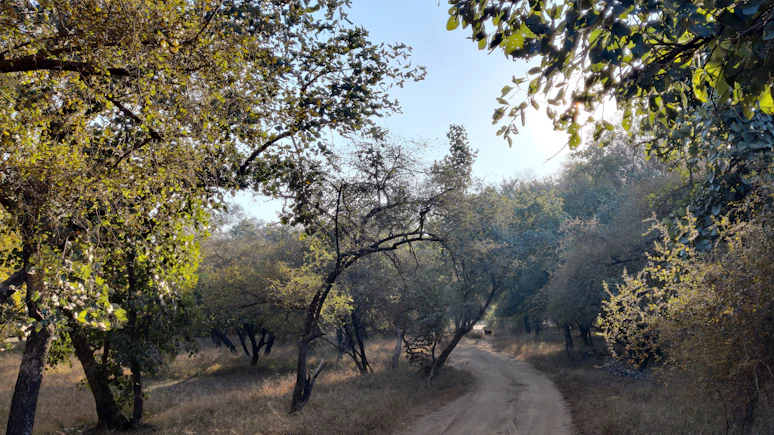 Core wilderness of Ranthambore National Park