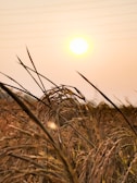 Sunlight filtering through trees onto a pile of puffed rice drying on large mats outdoors.