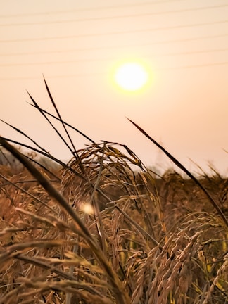 Sunlight filtering through trees onto a pile of puffed rice drying on large mats outdoors.