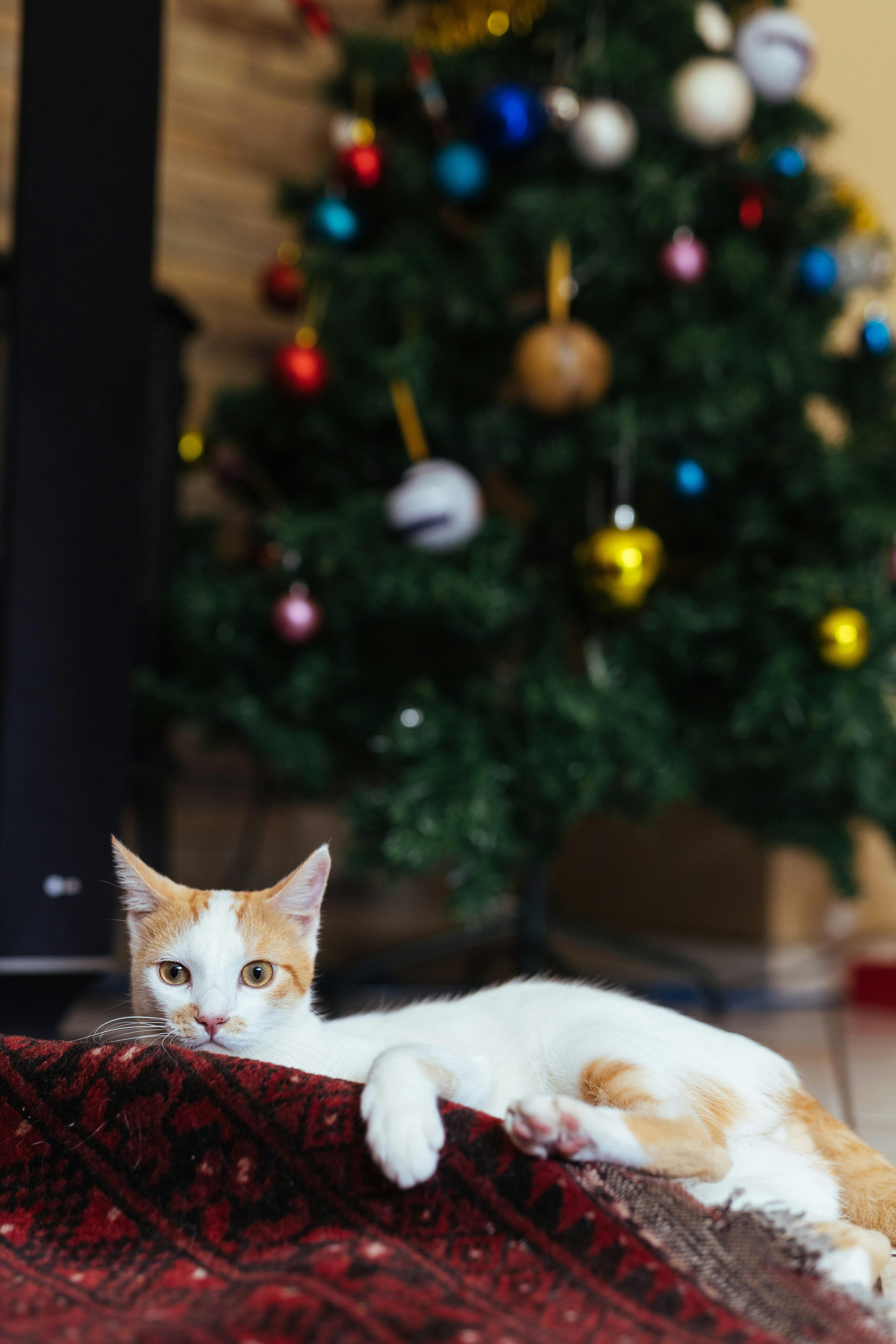 Un gato naranja y blanco acostado frente a un árbol de Navidad foto –  Imagen de Gato gratuita en Unsplash, image size:3000x4500