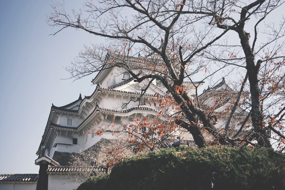 a tall white building with a tree in front of it