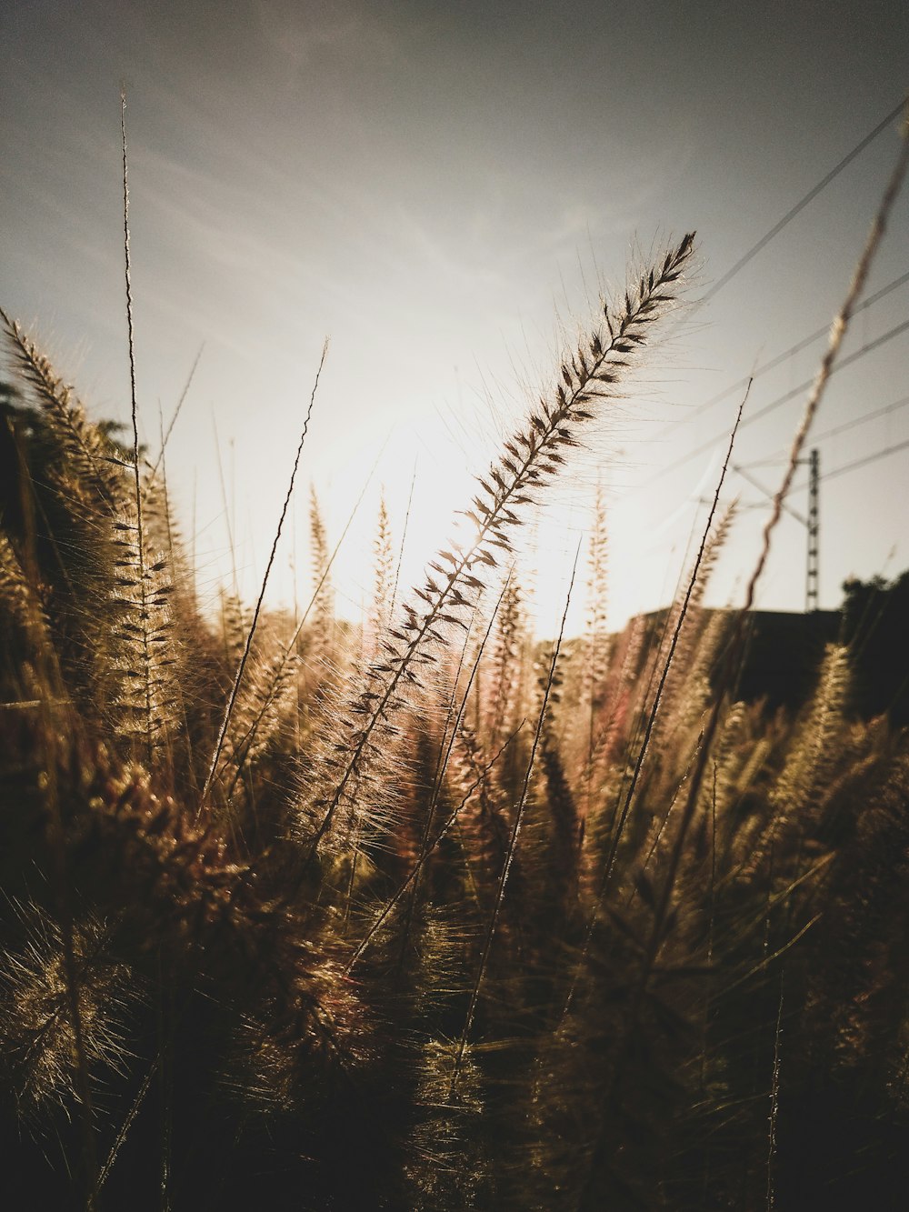 Ein Feld aus hohem Gras mit der Sonne im Hintergrund