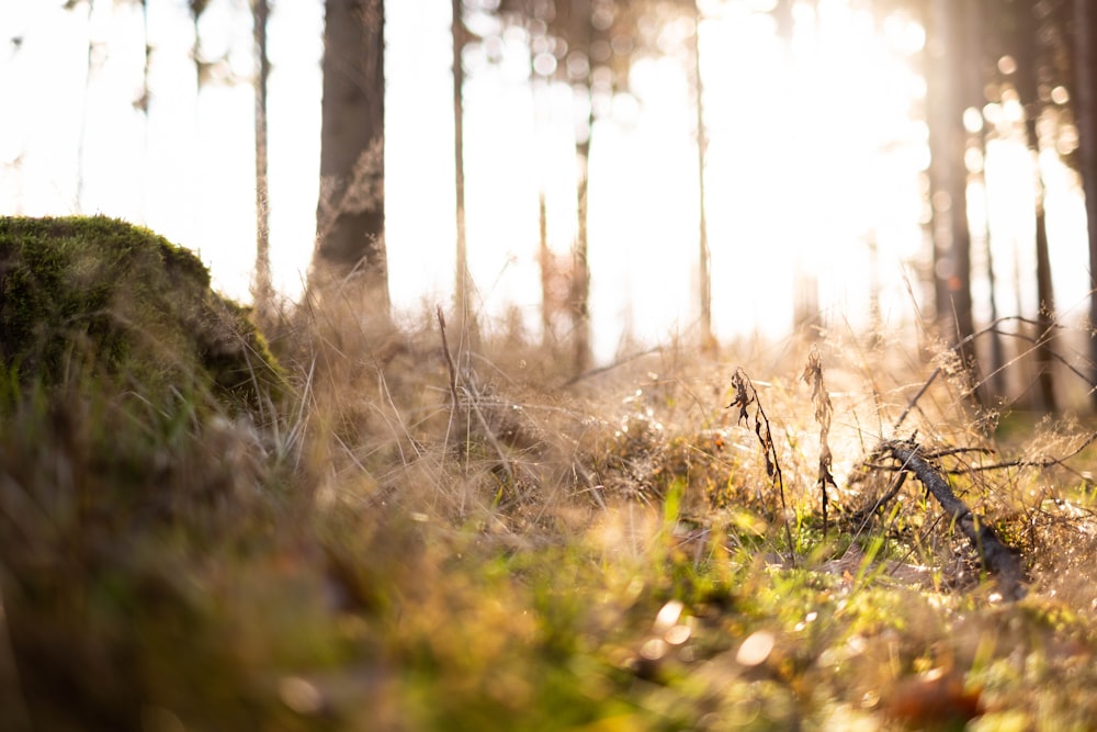 the sun is shining through the trees in the woods