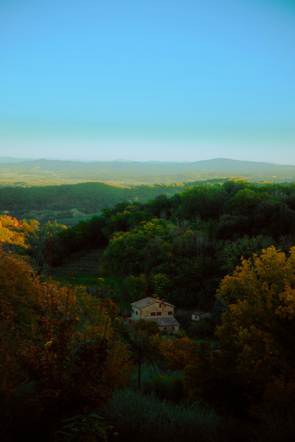 a house in the middle of a forest