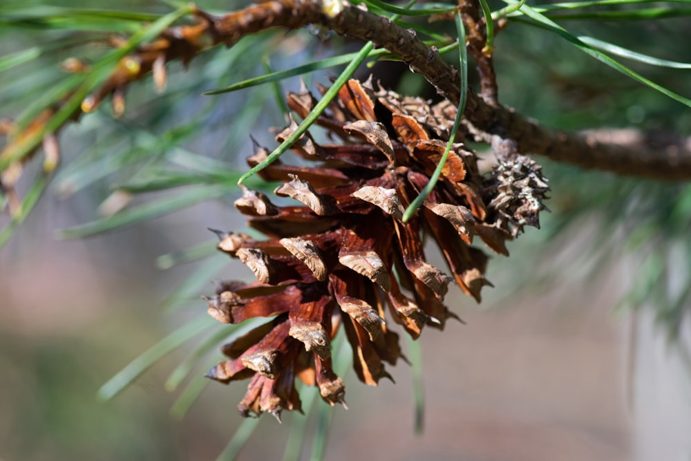 a close up of a pine cone on a tree branch