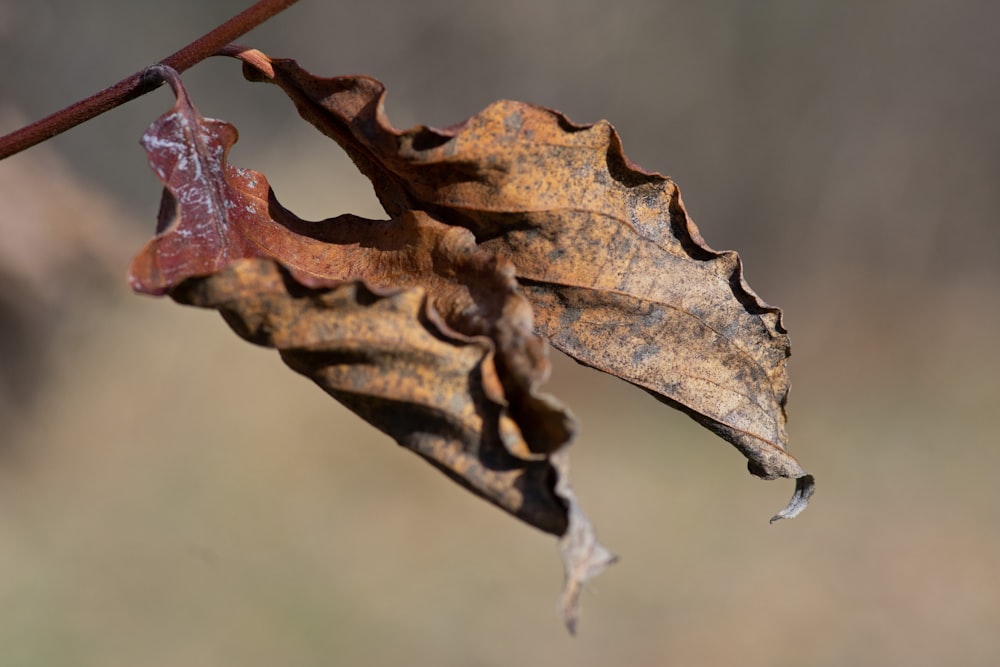 a close up of a leaf on a branch