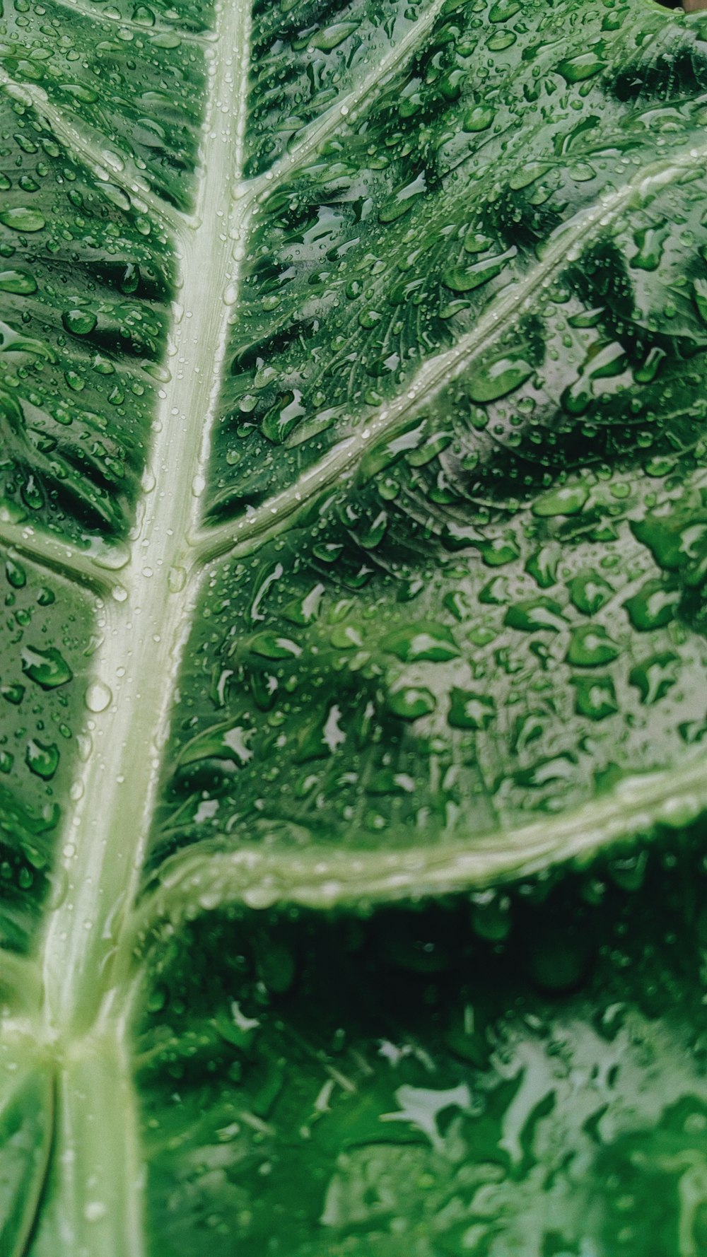 a green leaf with drops of water on it