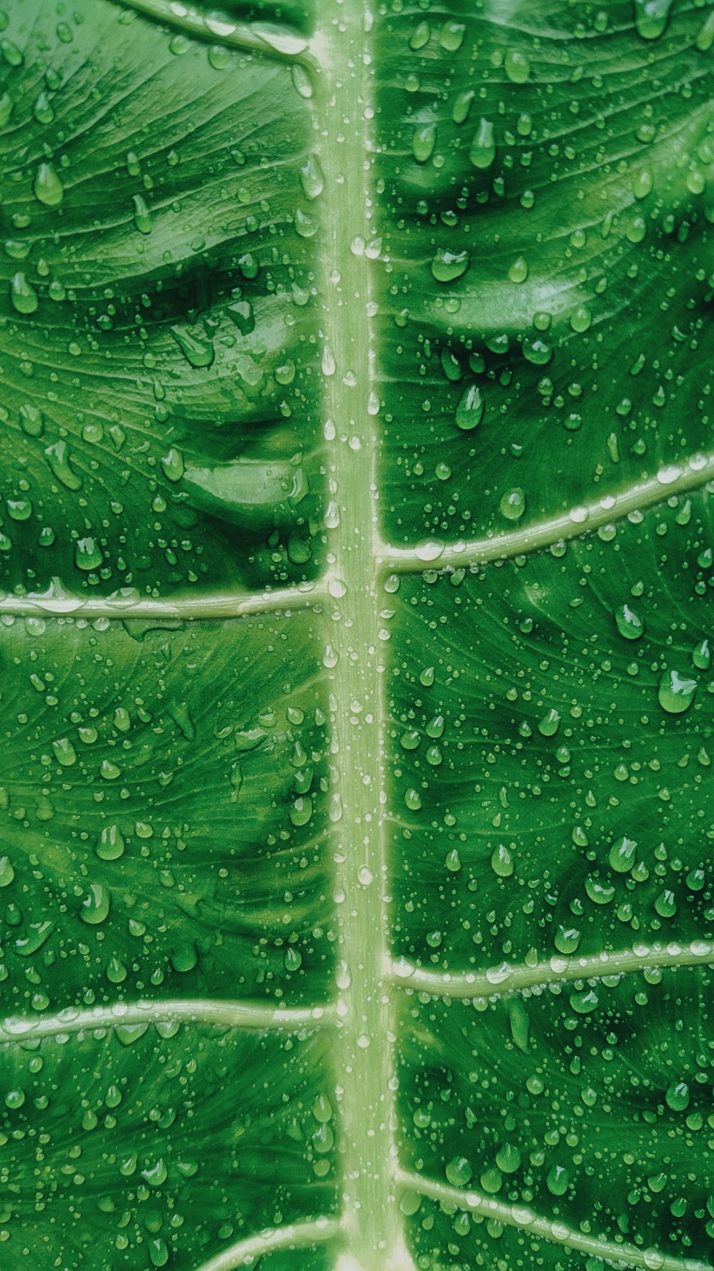 a large green leaf with water droplets on it