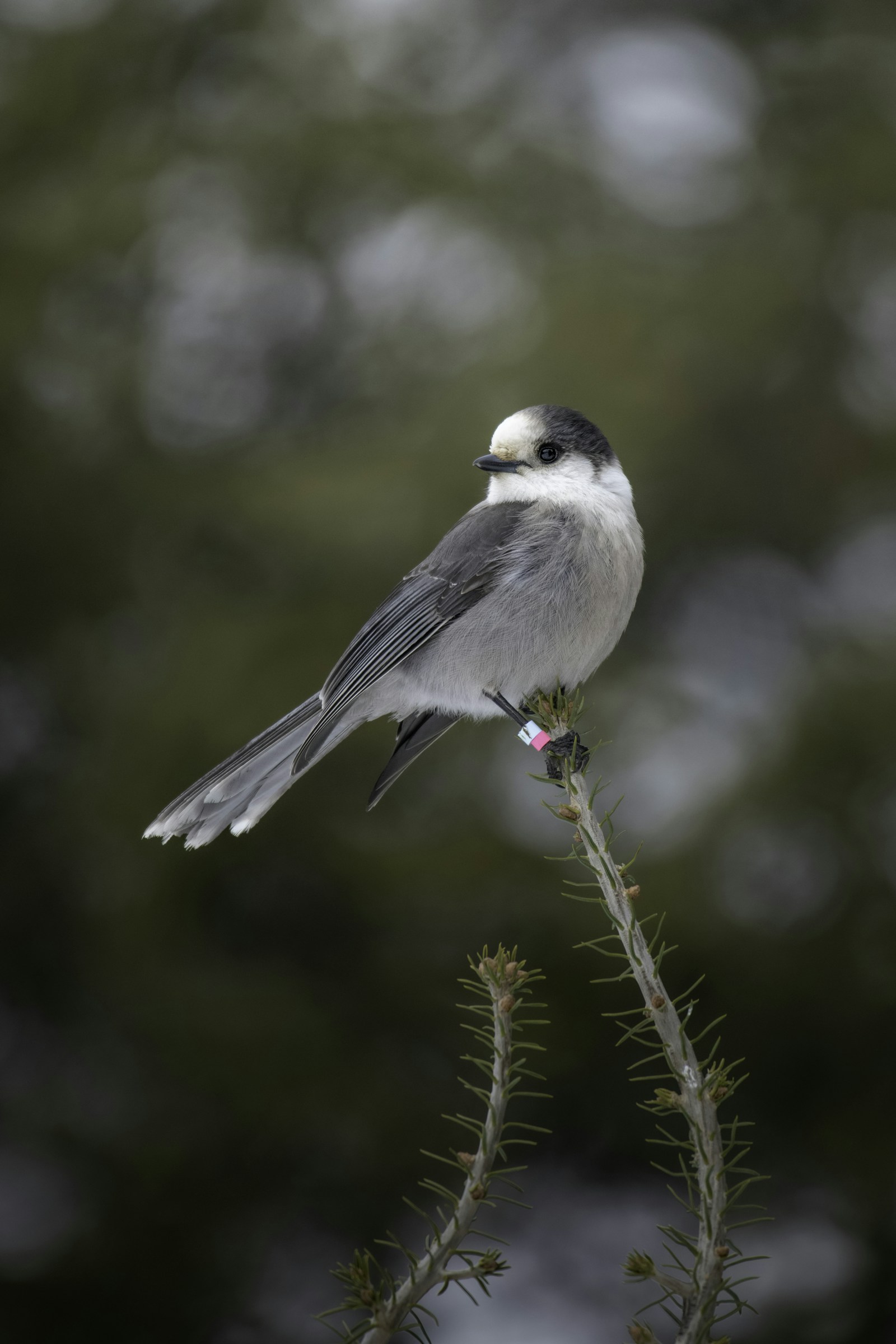 Wildlife Wednesday - Whiskey Jack