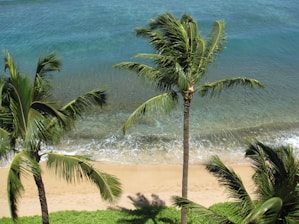 A serene beach with crystal clear water and a palm tree swaying in the breeze.