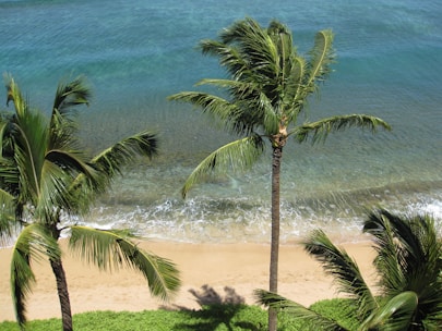 A serene beach with crystal clear water and a palm tree swaying in the breeze.