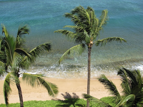 Palm trees swaying gently on a golden sandy beach along the Gambian coast.