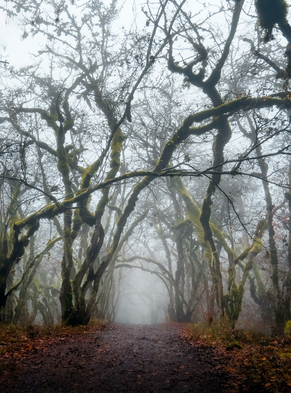 a dirt road surrounded by trees covered in moss