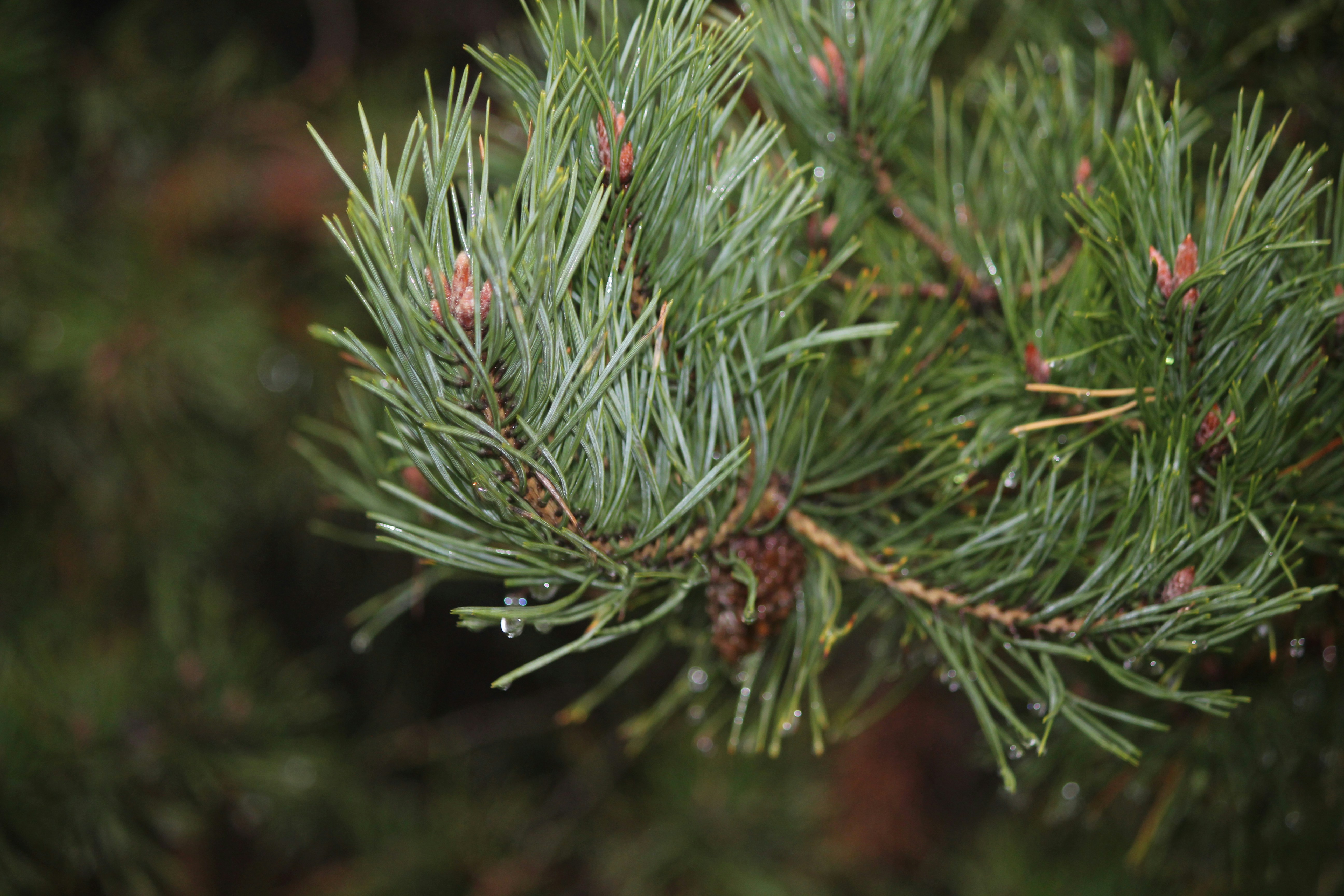 Photo by igorfilipnata