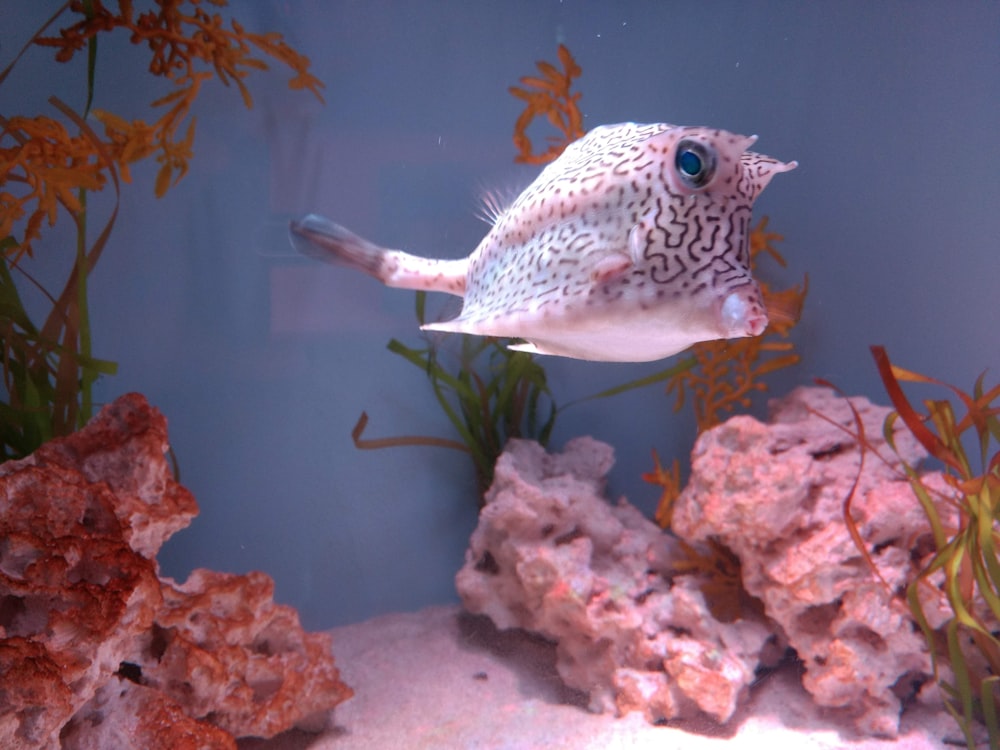 un poisson qui nage dans l’eau