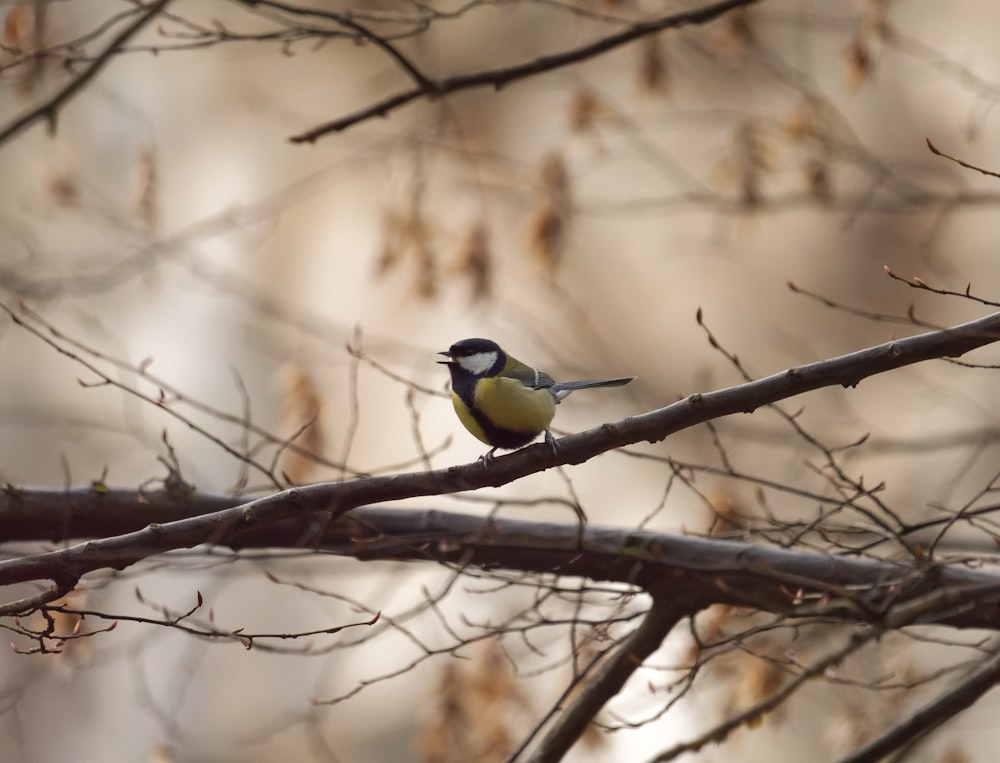 Un pequeño pájaro sentado en una rama de un árbol