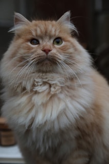 A fluffy, long-haired ginger cat with a regal and slightly curious expression sits upright. Its fur is thick and voluminous, with a mix of light and dark ginger tones. The background is blurred, focusing attention on the cat's face and its distinctive, piercing eyes.
