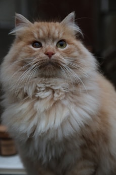 A fluffy, long-haired ginger cat with a regal and slightly curious expression sits upright. Its fur is thick and voluminous, with a mix of light and dark ginger tones. The background is blurred, focusing attention on the cat's face and its distinctive, piercing eyes.