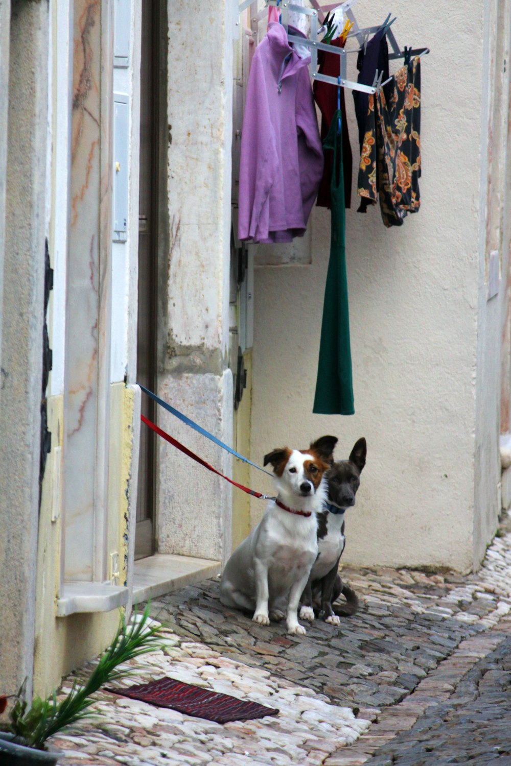 a couple of dogs that are sitting on a leash