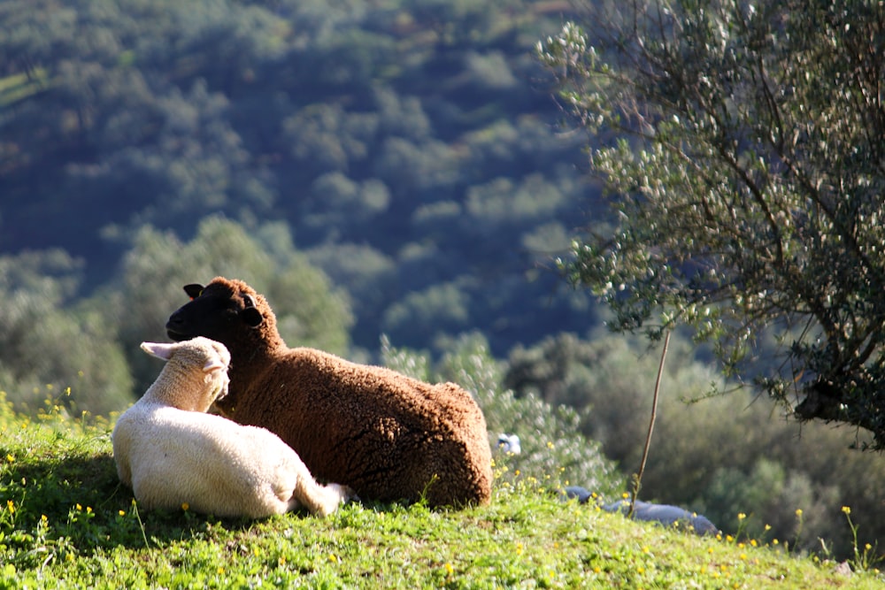 a couple of sheep sitting on top of a lush green hillside