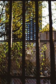 Bars provide a foreground to a scene with a chain-link fence covered in green vines. In the background, a high-rise building and part of a church with a steeple are visible, partially obscured by trees with sunlit leaves.