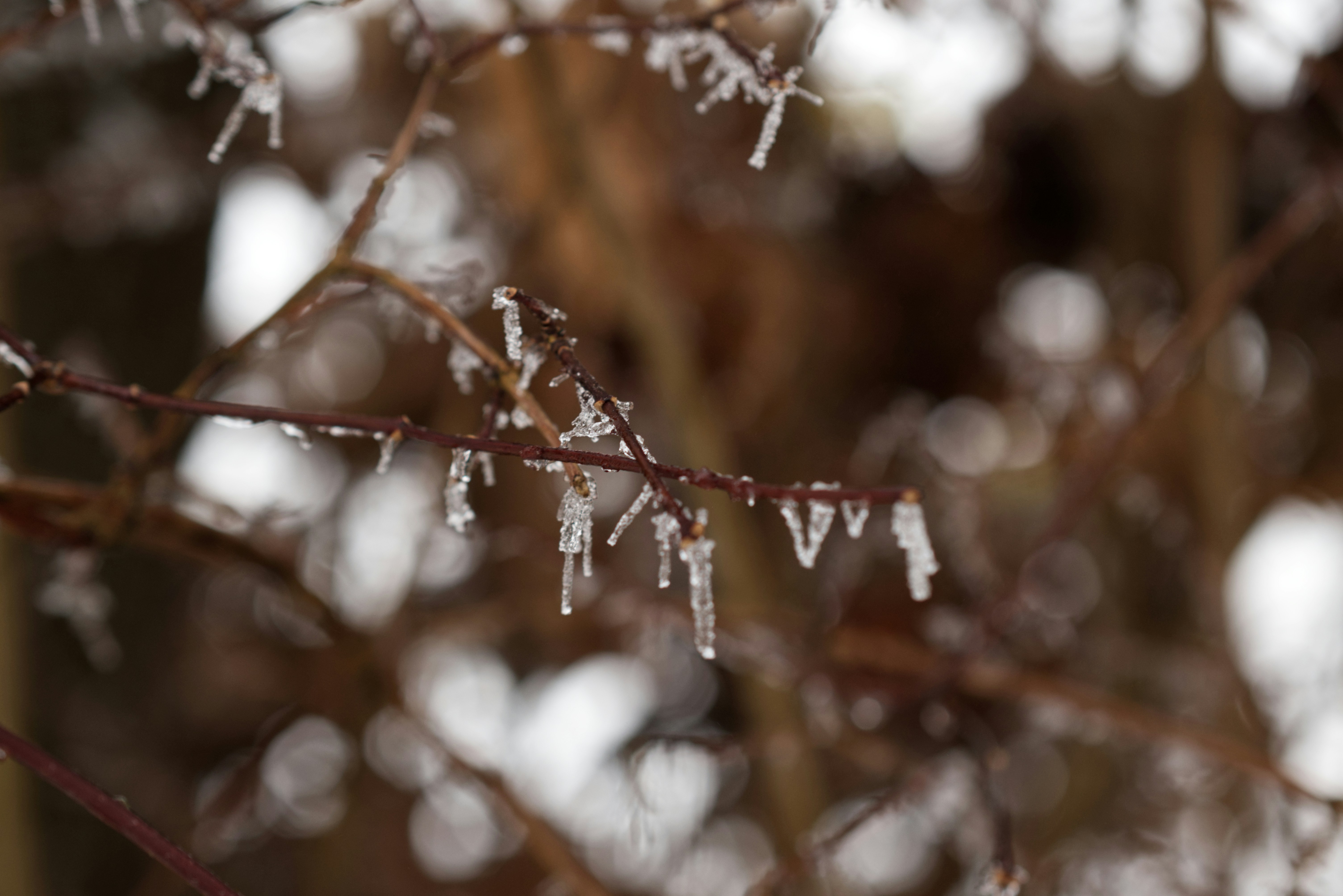 A close up of a tree branch with ice on it photo – Free Snow Image on ...