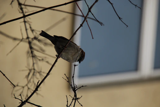 A calm residential condominium garden with a small rescued bird perched on a branch.