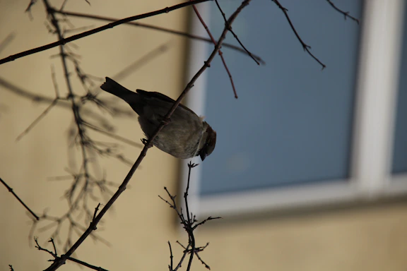 A calm natural scene with a small bird perched on a branch near a residential area.
