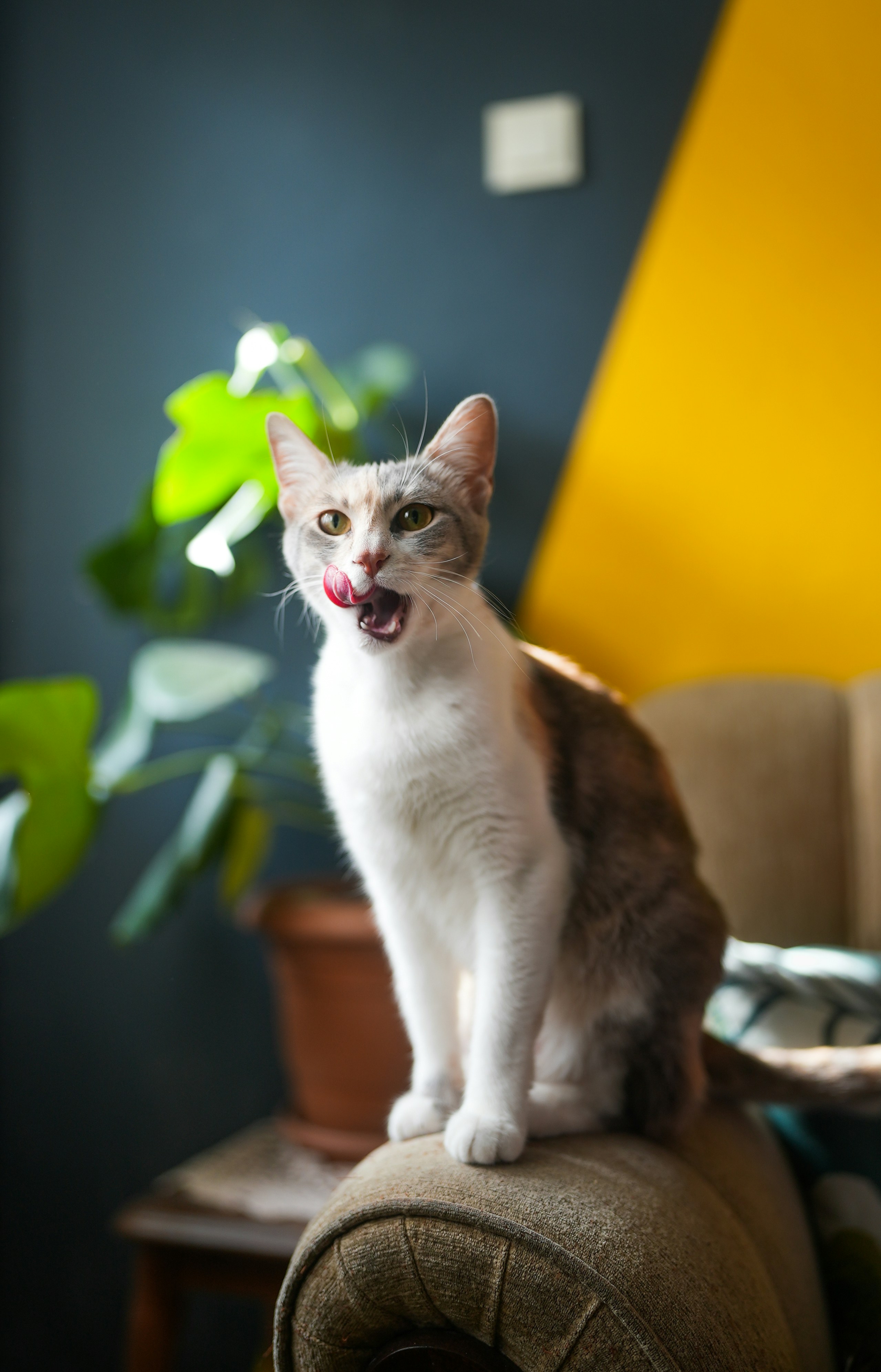 Eine Katze sitzt auf einer Couch neben einer Topfpflanze